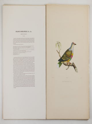 Iconographie des pigeons non figur&eacute;s par Mme Knip (Mme Pauline Decourcelles) dans les deux volumes de MM. Temminck et Florent Pr&eacute;vost