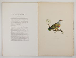 Iconographie des pigeons non figurés par Mme Knip (Mme Pauline Decourcelles) dans les deux volumes de MM. Temminck et Florent Prévost
