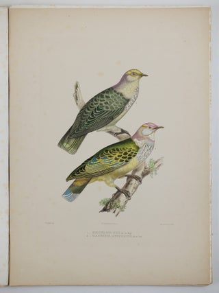 Iconographie des pigeons non figur&eacute;s par Mme Knip (Mme Pauline Decourcelles) dans les deux volumes de MM. Temminck et Florent Pr&eacute;vost