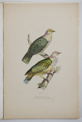 Iconographie des pigeons non figurés par Mme Knip (Mme Pauline Decourcelles) dans les deux volumes de MM. Temminck et Florent Prévost