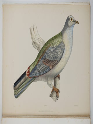 Iconographie des pigeons non figur&eacute;s par Mme Knip (Mme Pauline Decourcelles) dans les deux volumes de MM. Temminck et Florent Pr&eacute;vost