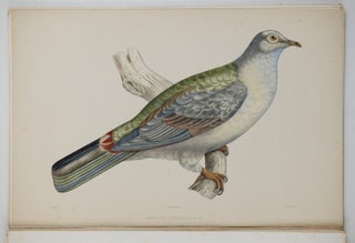 Iconographie des pigeons non figurés par Mme Knip (Mme Pauline Decourcelles) dans les deux volumes de MM. Temminck et Florent Prévost