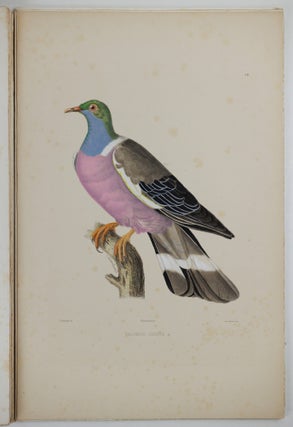 Iconographie des pigeons non figurés par Mme Knip (Mme Pauline Decourcelles) dans les deux volumes de MM. Temminck et Florent Prévost