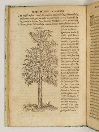 P. Bellonii Cenomani de arboribus coniferis, resiniferis, aliis quoque nonnullis sempiterna fronde virentibus, cum earundem iconibus ad viuum expressis. Item de melle cedrino, Cedria, Agarico, Resinis, & iis qu&aelig; ex coniferis proficiscuntur. Ad illustrissimum dominum Franciscum Oliuarium, Franci&aelig; Cancellarium, virum amplissimum