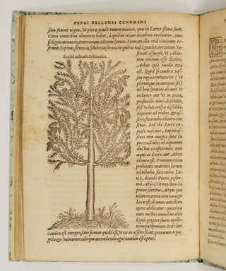 P. Bellonii Cenomani de arboribus coniferis, resiniferis, aliis quoque nonnullis sempiterna fronde virentibus, cum earundem iconibus ad viuum expressis. Item de melle cedrino, Cedria, Agarico, Resinis, & iis quæ ex coniferis proficiscuntur. Ad illustrissimum dominum Franciscum Oliuarium, Franciæ Cancellarium, virum amplissimum