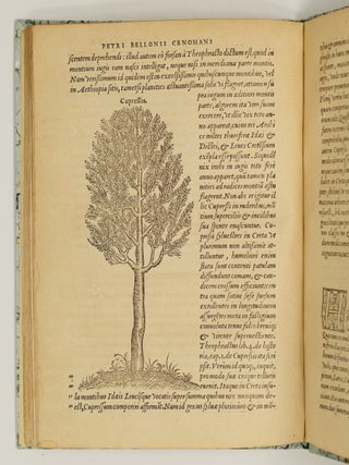 P. Bellonii Cenomani de arboribus coniferis, resiniferis, aliis quoque nonnullis sempiterna fronde virentibus, cum earundem iconibus ad viuum expressis. Item de melle cedrino, Cedria, Agarico, Resinis, & iis qu&aelig; ex coniferis proficiscuntur. Ad illustrissimum dominum Franciscum Oliuarium, Franci&aelig; Cancellarium, virum amplissimum