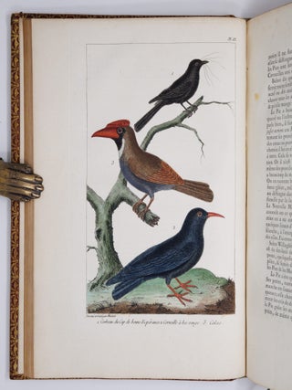 L'histoire naturelle, &eacute;claircie dans une des ses parties principales, l'ornithologie, qui traite des oiseaux de terre, de mer et de riviere, tant de nos climats que des pays &eacute;trangers. Ouvrage traduit du Latin du Synopsis avium de Ray, augment&eacute; d'un grand nombre de descriptions & de remarques historiques sur le caractere des Oiseaux, leur industrie & leurs ruses. Par M. Salerne, Docteur en M&eacute;decine &agrave; Orl&eacute;ans, Correspondant de l'Acad&eacute;mie Royale des Sciences. Enrichi de trente-une Figures dessin&eacute;es d'apr&egrave;s nature