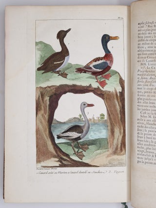 L'histoire naturelle, &eacute;claircie dans une des ses parties principales, l'ornithologie, qui traite des oiseaux de terre, de mer et de riviere, tant de nos climats que des pays &eacute;trangers. Ouvrage traduit du Latin du Synopsis avium de Ray, augment&eacute; d'un grand nombre de descriptions & de remarques historiques sur le caractere des Oiseaux, leur industrie & leurs ruses. Par M. Salerne, Docteur en M&eacute;decine &agrave; Orl&eacute;ans, Correspondant de l'Acad&eacute;mie Royale des Sciences. Enrichi de trente-une Figures dessin&eacute;es d'apr&egrave;s nature