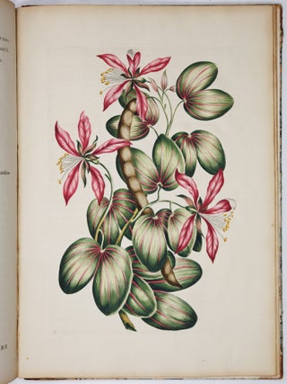 A decade of curious and elegant trees and plants: drawn after specimens received from The East Indies, and America, In the year 1772; and accurately engraved: with Their history and characters, in English and Latin. By J. Hill, M. D. member of the Imperial Academy