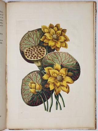A decade of curious and elegant trees and plants: drawn after specimens received from The East Indies, and America, In the year 1772; and accurately engraved: with Their history and characters, in English and Latin. By J. Hill, M. D. member of the Imperial Academy