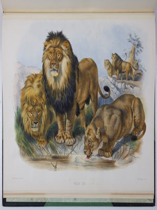 A monograph of the Felid&aelig; or family of the cats