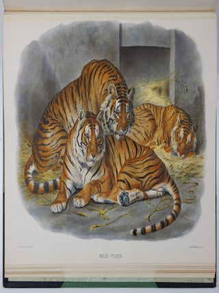 A monograph of the Felid&aelig; or family of the cats