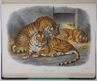 A monograph of the Felidæ or family of the cats