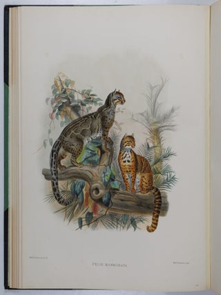 A monograph of the Felid&aelig; or family of the cats