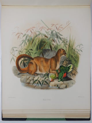 A monograph of the Felid&aelig; or family of the cats