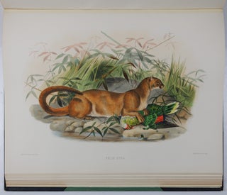A monograph of the Felidæ or family of the cats