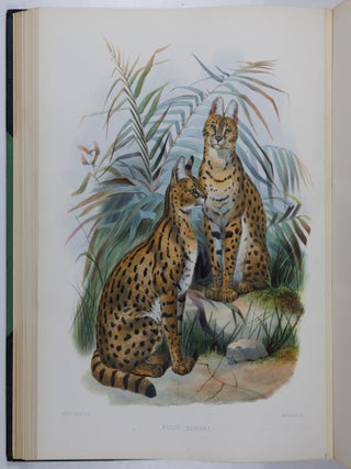 A monograph of the Felid&aelig; or family of the cats