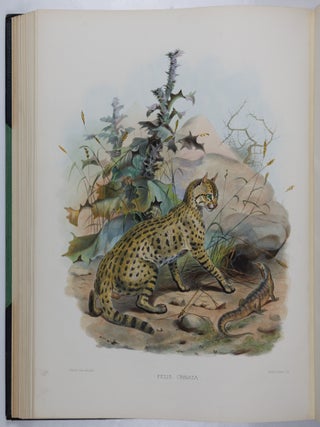 A monograph of the Felid&aelig; or family of the cats