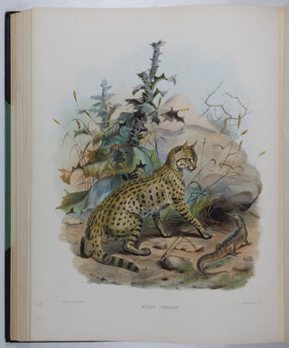 A monograph of the Felidæ or family of the cats