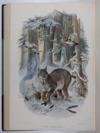 A monograph of the Felid&aelig; or family of the cats