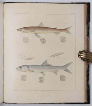 Ichthyology of South Carolina