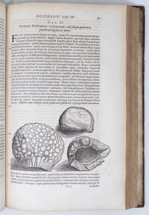 Novus Orbis