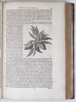 Novus Orbis